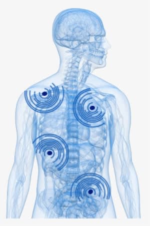 Acoustic Propagation In A Human Kidney - Technology Body - Transparent PNG Free Download