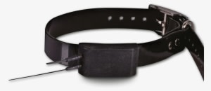 More Info - Dog - Transparent PNG Free Download