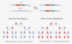 A Gene Drive Is A Genetic Engineering Technology That - Gene Drive - Transparent PNG Free Download