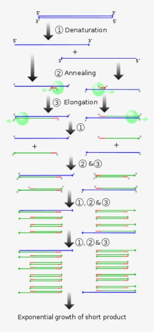 While There Have Been A Few Methods Used In The Past, - Ciclo De Pcr - Transparent PNG Free Download