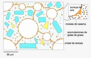 The Structure Of An Ice Cream At -5ºc - Circle - Transparent PNG Free Download