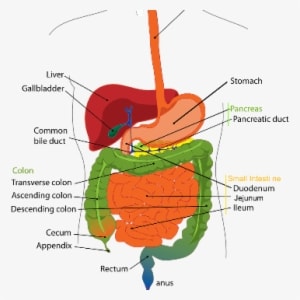 Novel Mechanism That Protects Pancreas From Digestive - Digestive System Diagram Liver - Transparent PNG Free Download