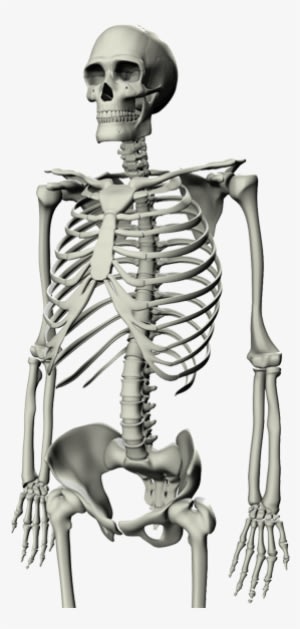 The Existence Of Panorama's 3d Printing Latest Technology - Skeleton Meme - Transparent PNG Free Download
