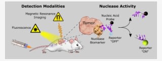Nucleic Acids Technologies Lab - Nuclease Activity - Transparent PNG Free Download