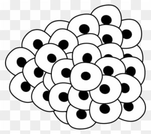 Frog Eggs Clip Art Image Animal Clipart - Life Cycle Of A Fish - Transparent PNG Free Download