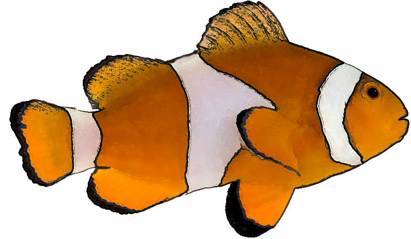 Tropical Fish Clip Art - Clown Fish White Background - Transparent PNG Free Download