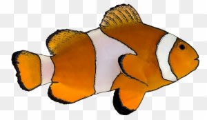 Tropical Fish Clip Art - Clown Fish White Background - Transparent PNG Free Download
