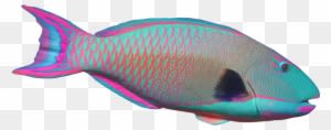 Clip Art Fish Realistic Clipart 85 Oi8mvd - Parrot Fish No Background - Transparent PNG Free Download