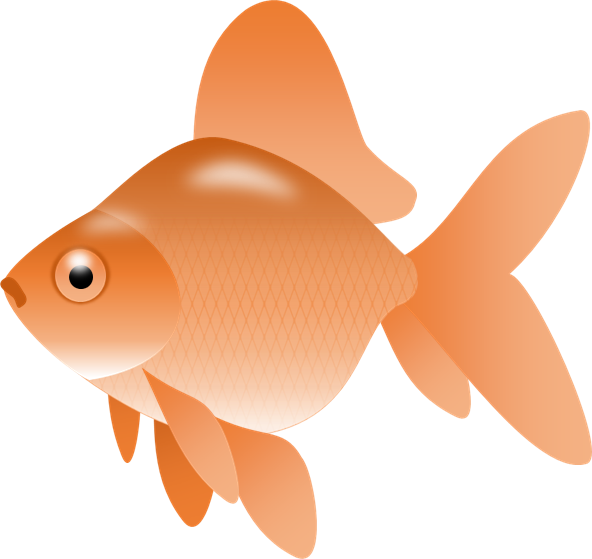 Smartness Gold Fish Clip Art Image Of Goldfish Clipart - Fish Clip Art Png Transparent - Transparent PNG Free Download