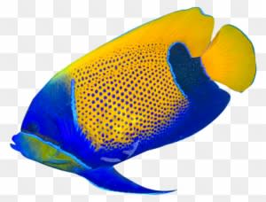Border Of Tropical Fishes Royalty - Tropical Fish No Background - Transparent PNG Free Download