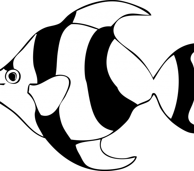 Fish Line Drawings Fish Line Drawings Free Download - Custom Yellow Tropical Fish Shower Curtain - Transparent PNG Free Download