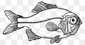 Ugly Fish Black White Line Art Coloring Book - Fish Clip Art - Transparent PNG Free Download