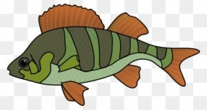 Fish Clip Art - Green And Orange Fish - Transparent PNG Free Download