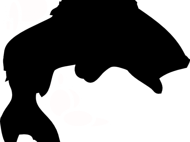 Bass Outline Cliparts - Bass Fish Silhouette - Transparent PNG Free Download
