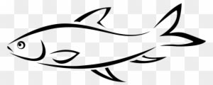 Fish Line Art - Fish Line Drawing - Transparent PNG Free Download