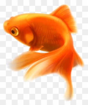 Gold Fish Png Clipart In Category Underwater Png / - Gold Fish Png - Transparent PNG Free Download