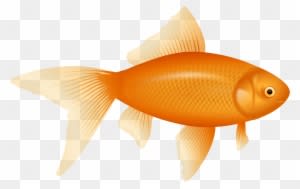 Clip Art Fish Realistic Goldfish Clipart Cliparts And - Fish Png - Transparent PNG Free Download