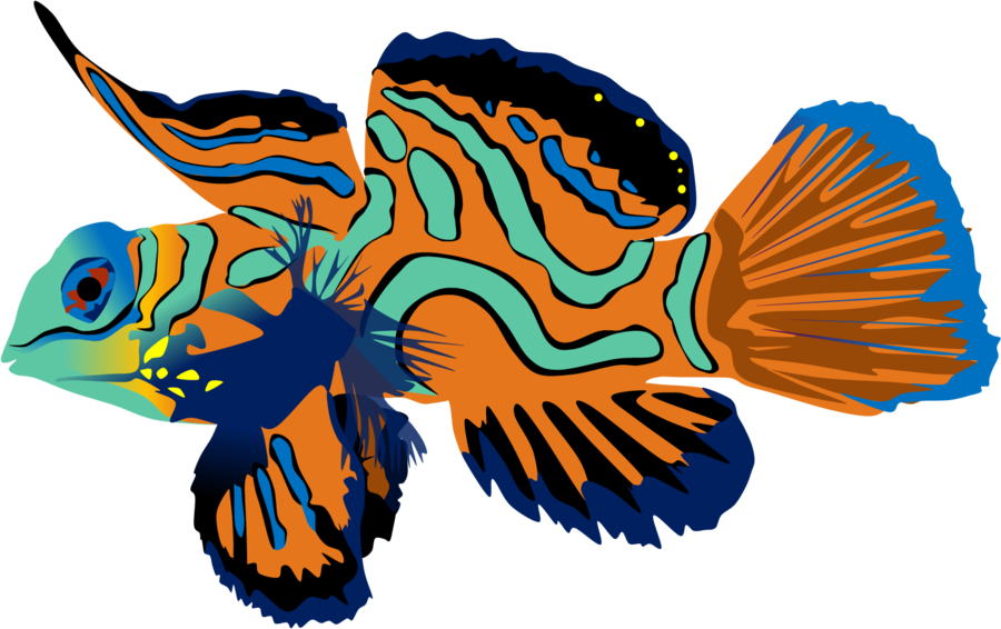 Mandarin Fish By Adamzt2 - Mandarin Fish Png - Transparent PNG Free Download