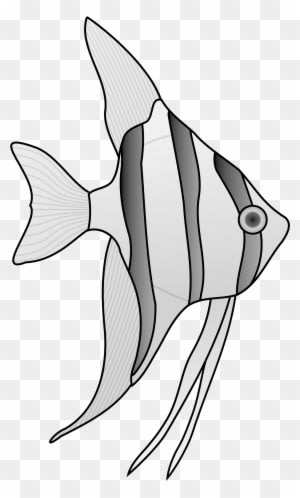 Angel Fish Cliparts Clip Art Library - Salt Water Fish Drawing - Transparent PNG Free Download