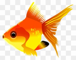 Cartoon Goldfish - Gold Fish Cartoon Png - Transparent PNG Free Download