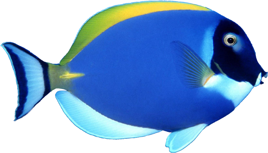 Fish Png Image, Free Download - Sea Fish Png - Transparent PNG Free Download