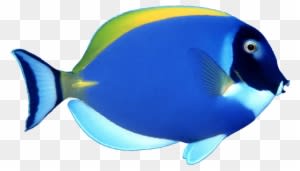Fish Png Image, Free Download - Sea Fish Png - Transparent PNG Free Download