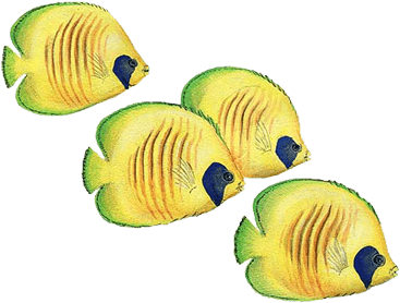 Fish Under The Sea Wall Stickers, Shark, Dolphins & - Tropical Watercolor Fish - Transparent PNG Free Download