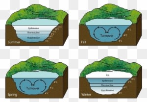 Fish Have Several Adaptions To Survive A Winter Below - Do Fish Survive Winter - Transparent PNG Free Download