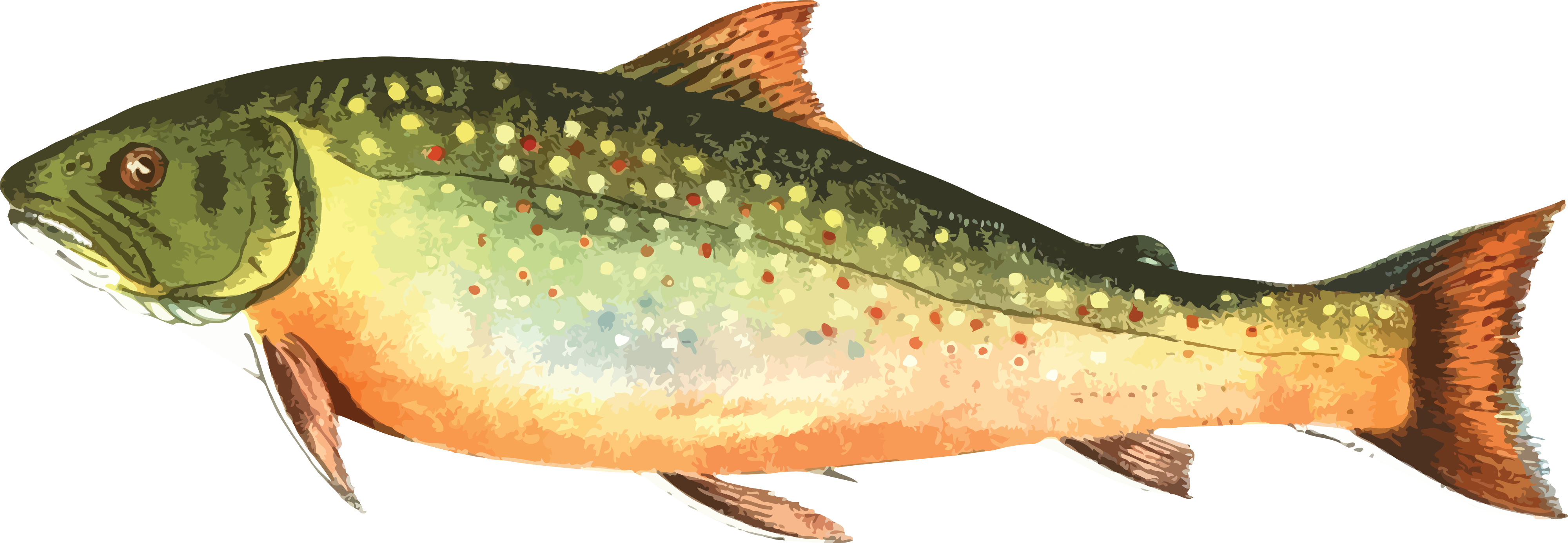 Free Clipart Of A Trout Fish - Trout Fish Clip Art - Transparent PNG Free Download