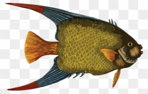 Fish - Sea Fish Fish Png - Transparent PNG Free Download