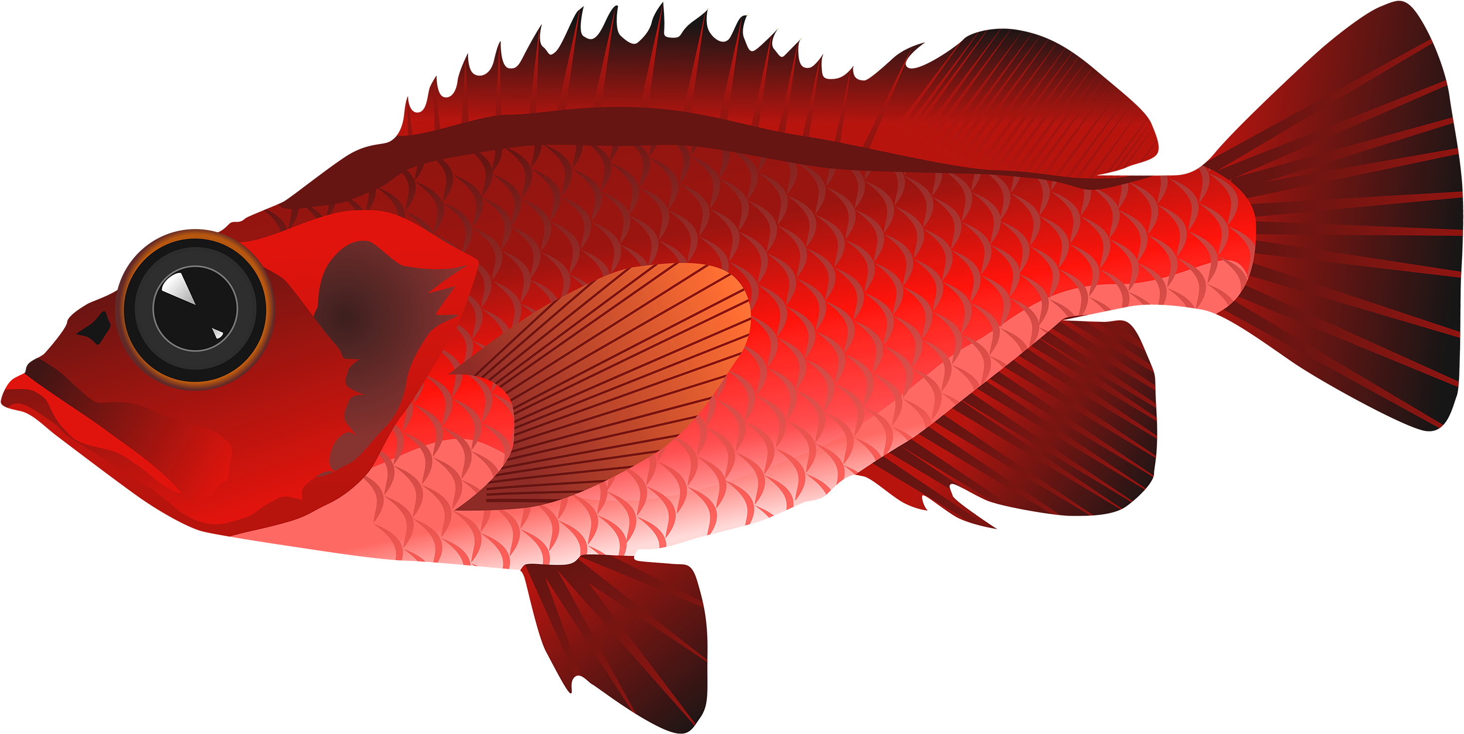 Red Fish Png Clipart - Fish Clip Art Png - Transparent PNG Free Download