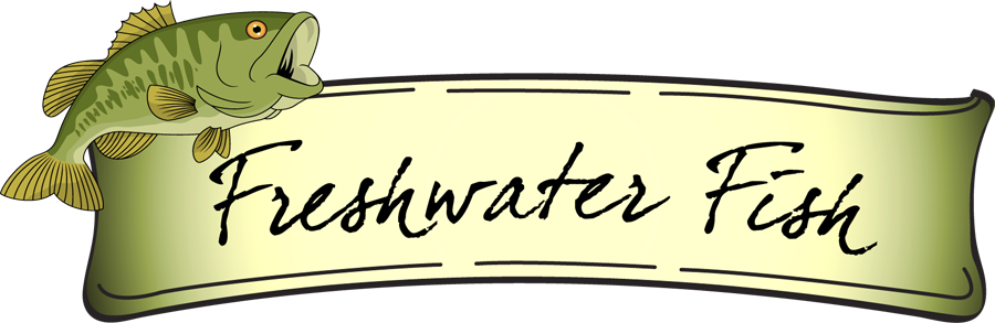 Bass Fishing Clipart - Fresh Water Fish Clipart - Transparent PNG Free Download