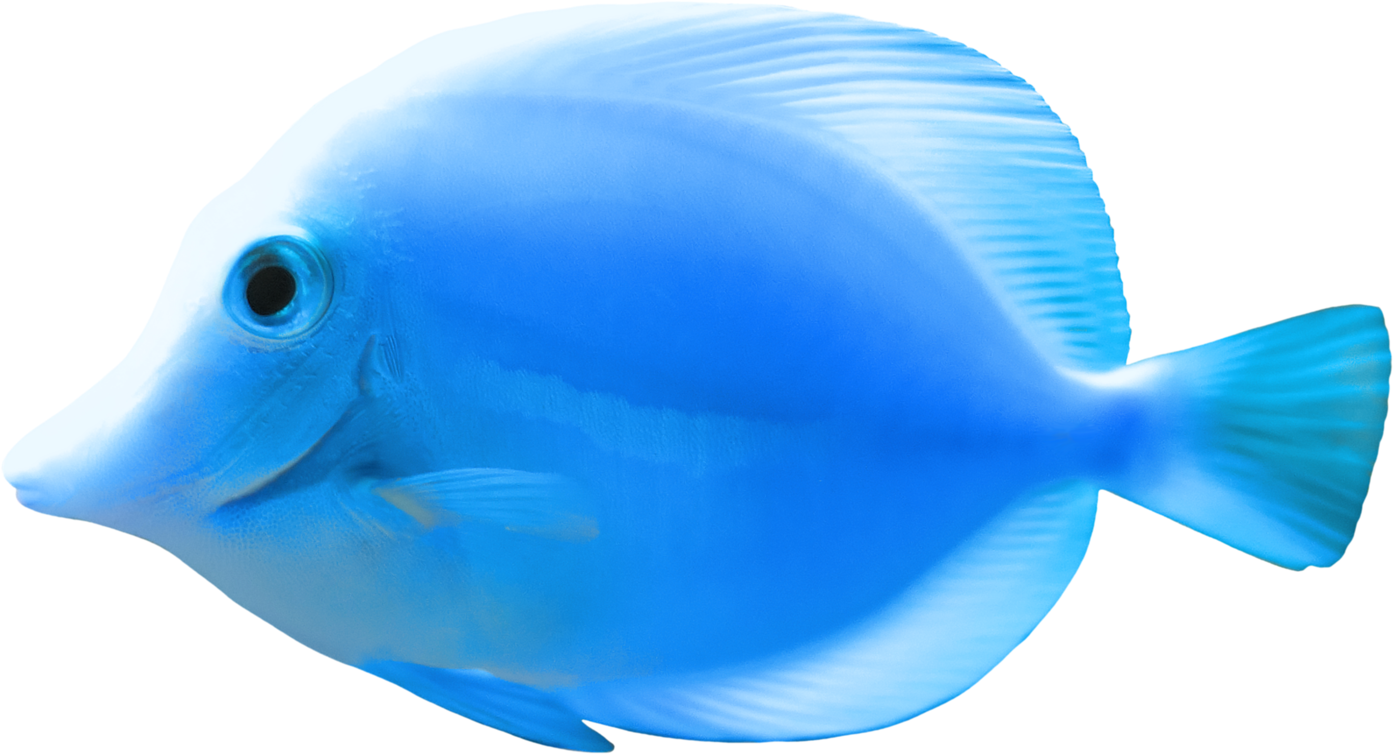 Fish Quality Png Image - Sea Fish Png - Transparent PNG Free Download