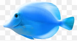 Fish Quality Png Image - Sea Fish Png - Transparent PNG Free Download