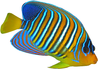 Tropical Fish Clipart Butterfly Fish - Butterfly Fish Clip Art - Transparent PNG Free Download
