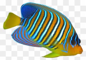Tropical Fish Clipart Butterfly Fish - Butterfly Fish Clip Art - Transparent PNG Free Download