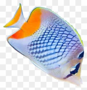 Tropical Fish Clipart Realistic Fish - Tropical Fish Clear Backgrounds - Transparent PNG Free Download