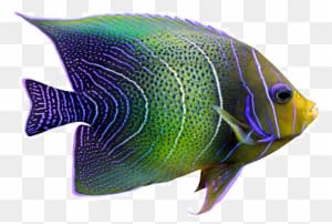 Tropical Fish Png - Tropical Fish - Transparent PNG Free Download