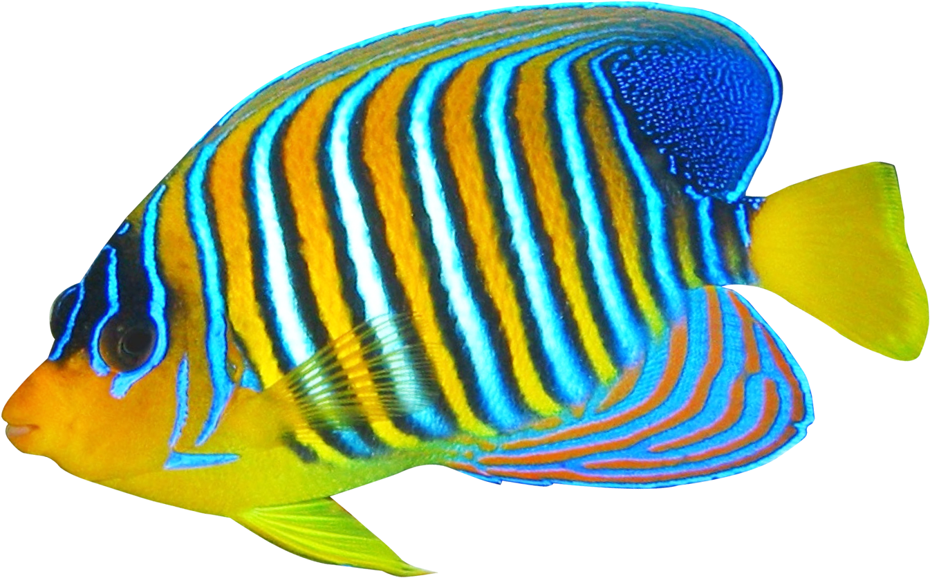 Angelfish Clipart Transparent Fish - Coral Reef Fish Png - Transparent PNG Free Download