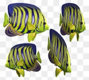 Angelfish Clipart Green Fish - Fish In The Sea Png - Transparent PNG Free Download