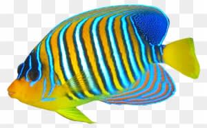 Angelfish Clipart Transparent Fish - Coral Reef Fish Png - Transparent PNG Free Download