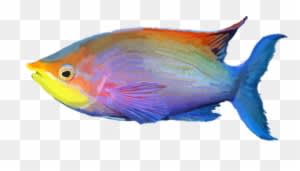 Grafixgirlireland 2 0 Tropical Fish By Grafixgirlireland - Fresh Water Fish Png - Transparent PNG Free Download