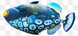 Fish Exotic Png Image - Fish Png - Transparent PNG Free Download