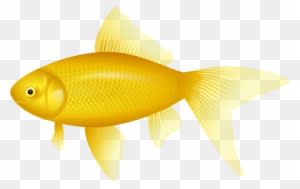 Yellow Fish Png Clipart - Yellow Fish - Transparent PNG Free Download
