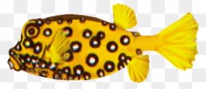 Cube Boxfish Drawing, Blackspotted Pufferfish - Spotted Fish On White Background - Transparent PNG Free Download