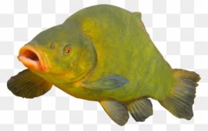 Transparent Fish Download - Fish With No Background - Transparent PNG Free Download