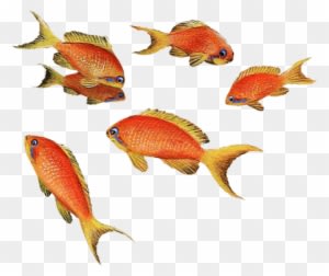 Goldfish Wall Sticker - Fish - Transparent PNG Free Download