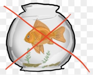 Goldfish Clipart Orange Things - Gold Fish In A Bowl - Transparent PNG Free Download