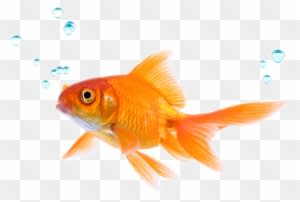 Jack's Pets - Play Against The Fish - Transparent PNG Free Download