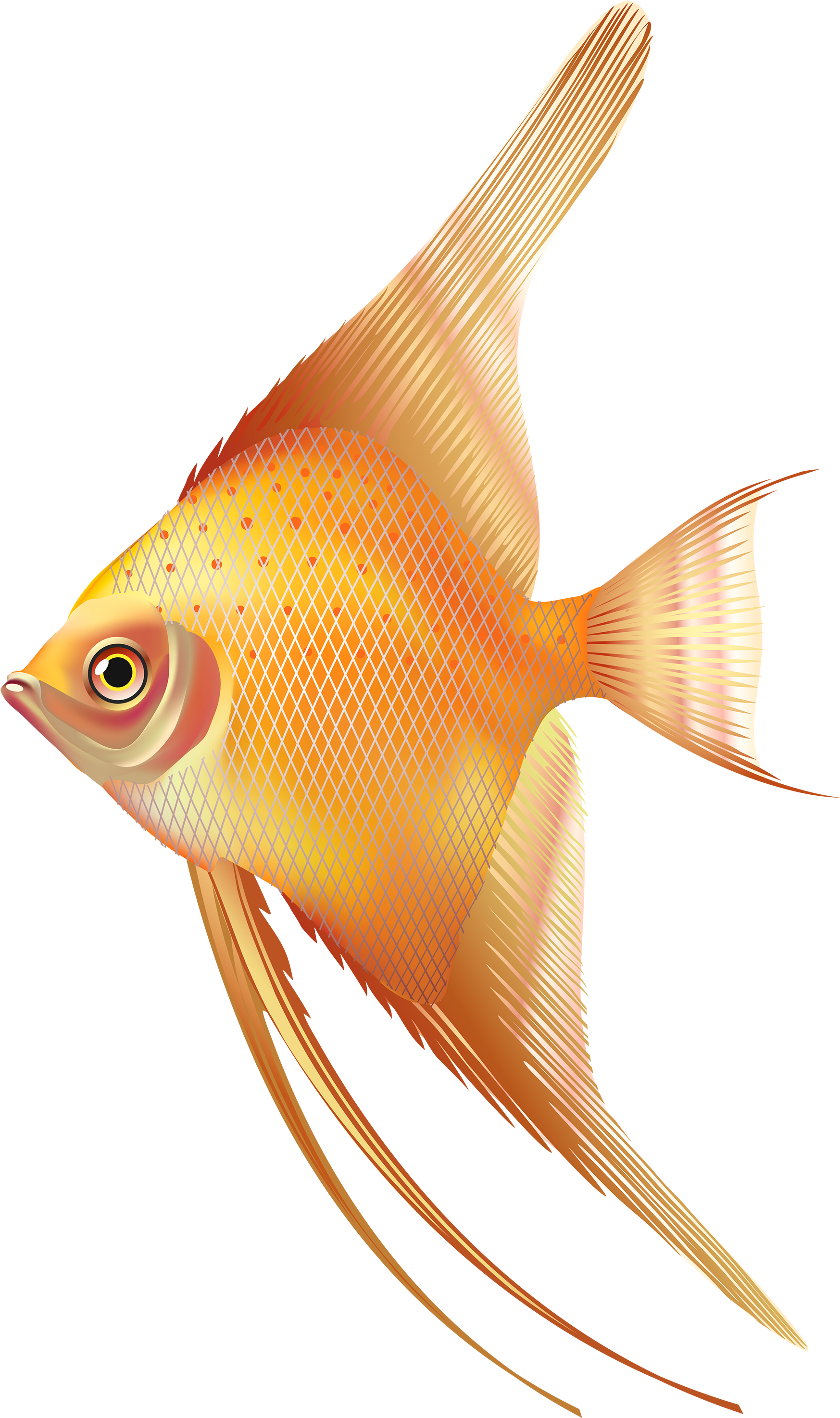 Nice Exotic Fish Png Clipart - Fresh Water Aquarium Fish Png - Transparent PNG Free Download